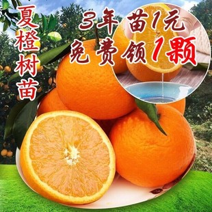 秭归夏橙苗中华红血橙 橙子树苗嫁接苗红肉脐橙当年结果树苗常绿