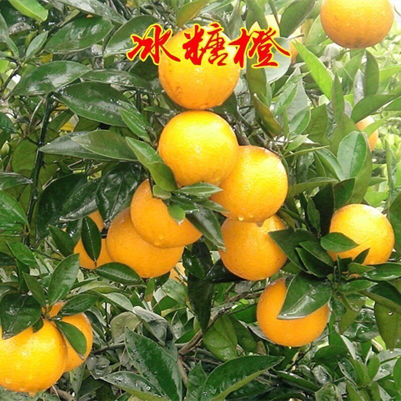 正宗高纯度高甜度永兴冰糖橙苗褚橙云冠盆栽地栽甜橙果树苗