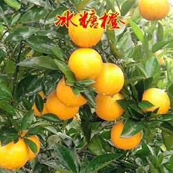 正宗高纯度高甜度永兴冰糖橙苗褚橙云冠盆栽地栽甜橙果树苗