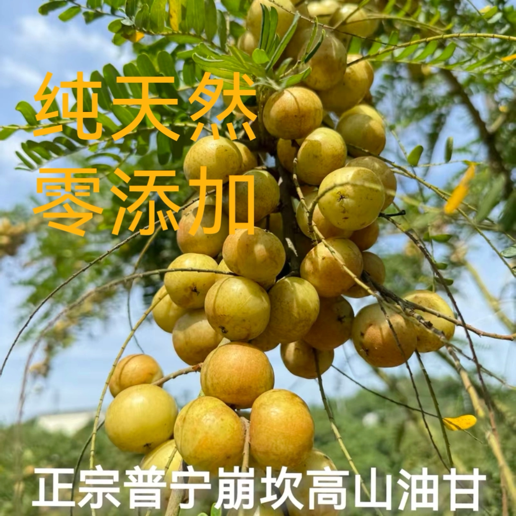 正宗普宁崩坎高山甜种油甘果新鲜采摘余甘果柿饼油柑丙泡酒余甘子