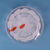 东北信 泡发100倍雪蛤油膏林蛙油干蛤蟆雪 诚雪蛤长油白山JIC正品