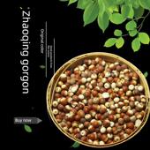 超农民生产 由LTA产生不2足 新鲜红皮戈尔贡种子 大50克