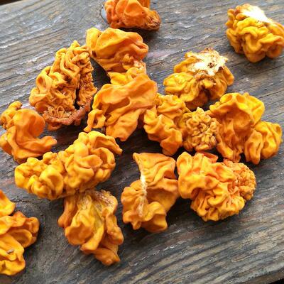 香格里拉生金耳干货2ELV50克南黄耳菌菇银耳桃胶皂云角米甜品 食