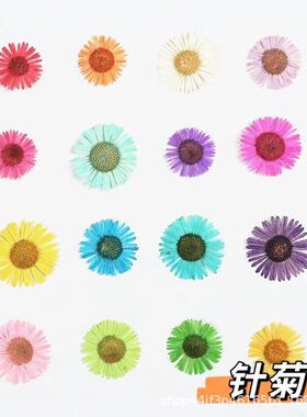 针菊 小飞蓬干花压花押花植物标本diy滴胶材料儿童手工明信片贺卡