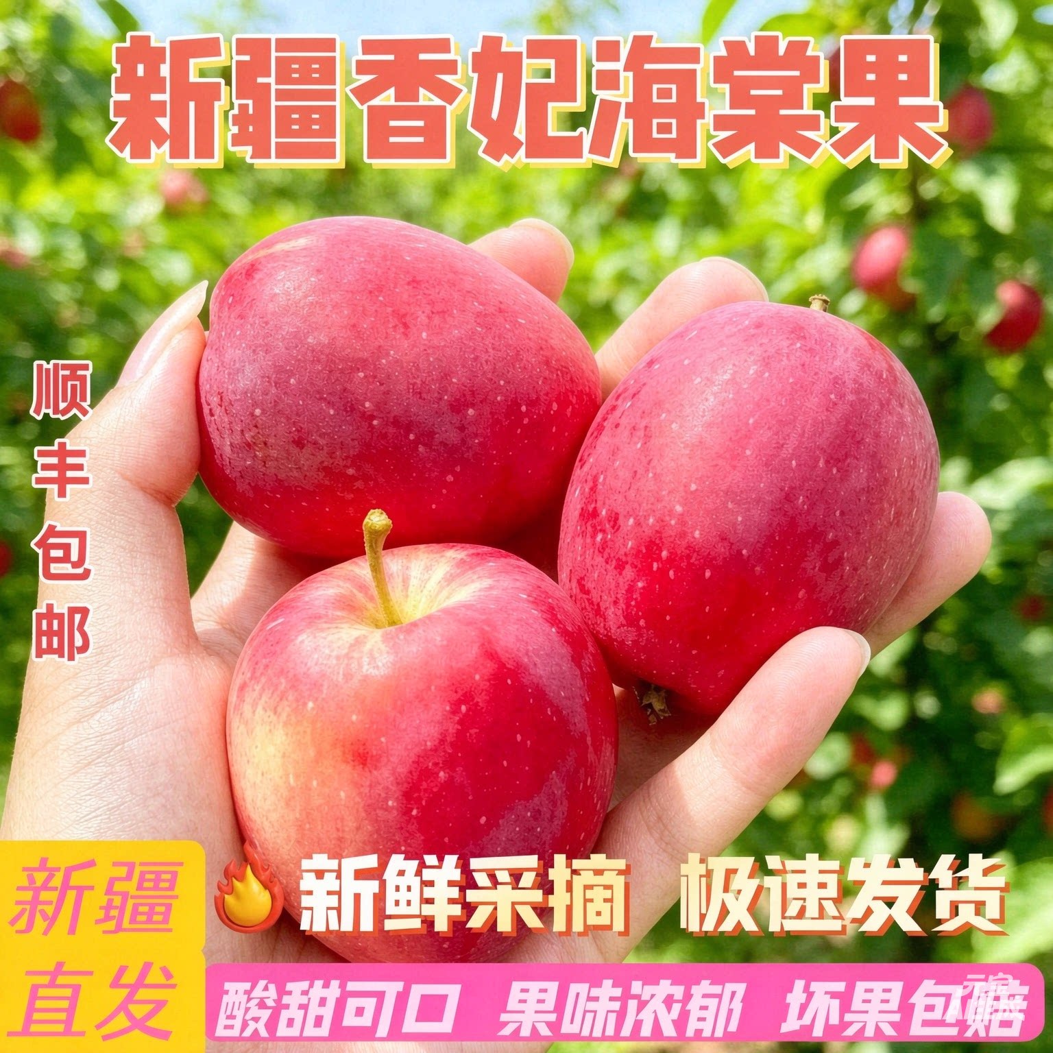 新疆伊犁香妃海棠果鸡心小苹果