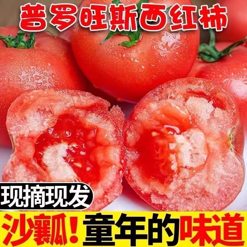 正宗新疆普罗旺斯西红柿新鲜应当季沙瓤番茄生吃铁皮草莓柿子包邮
