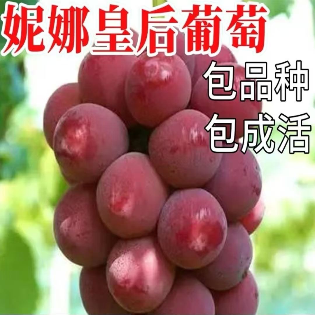 妮娜皇后葡萄树苗南北方适