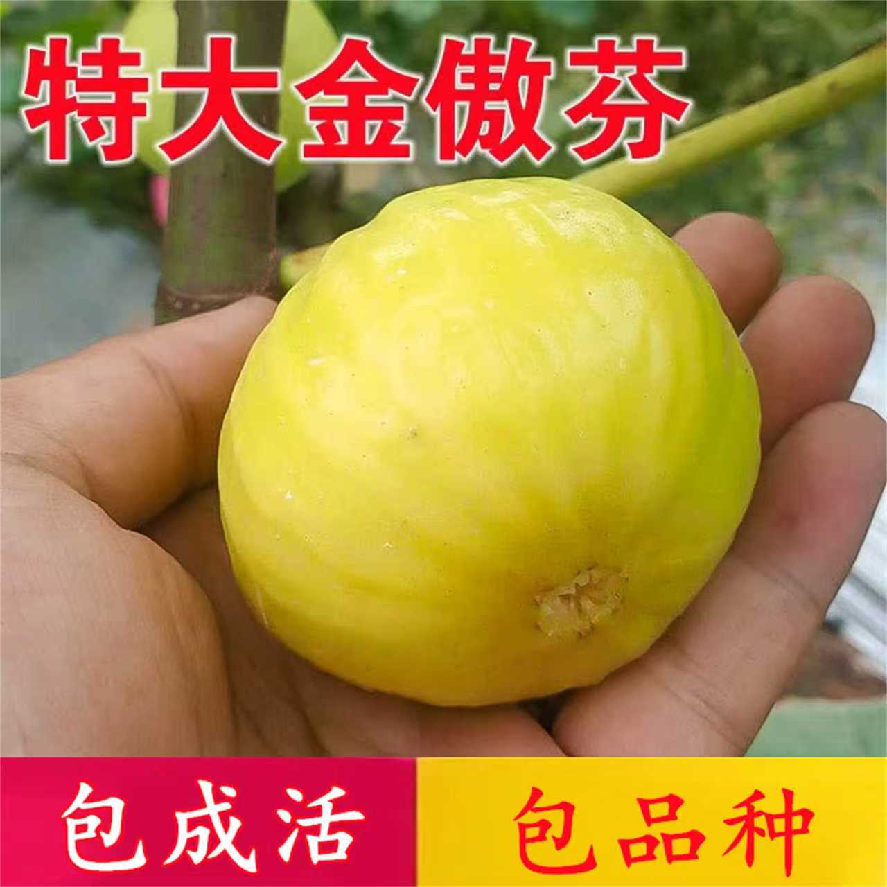金奥芬无花果树果苗南北方耐寒