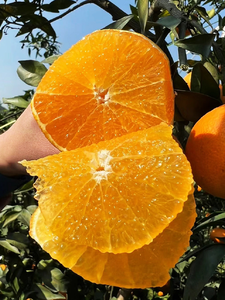 赣南脐橙树苗奉节橙子苗嫁接特大南方种植庭院地栽盆栽当年结果苗图片