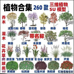 2024园林景观3d植物SU模型乔灌草花地被树SketchUp素材库合集SK1
