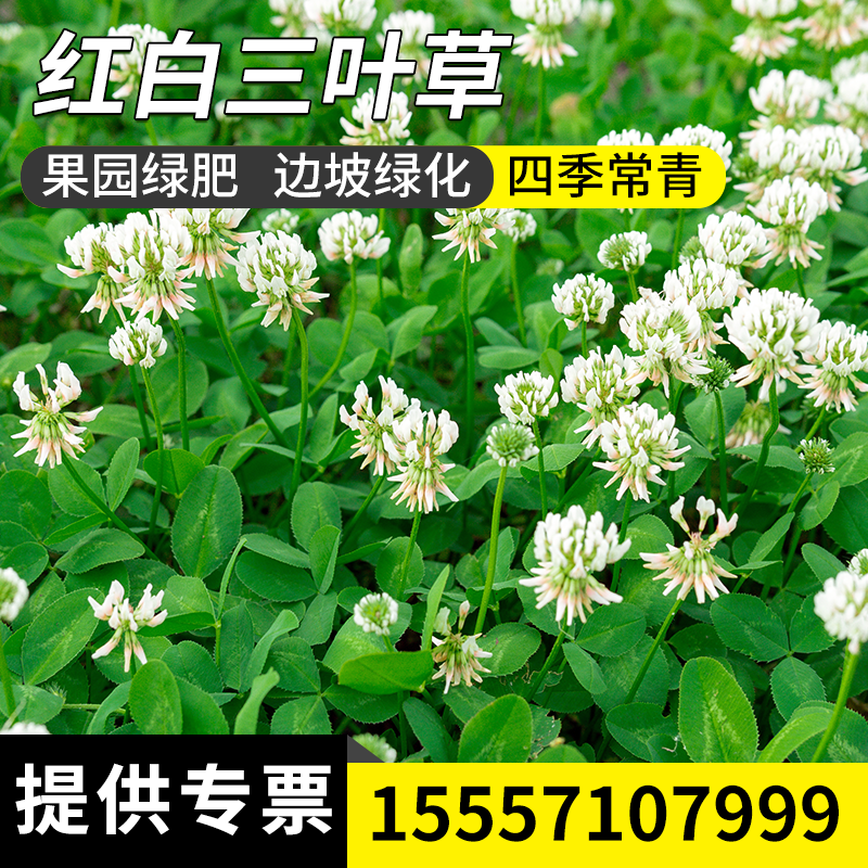 进口三叶草种子籽红白四叶种籽幸运草四季常青耐寒绿化草坪草籽孑