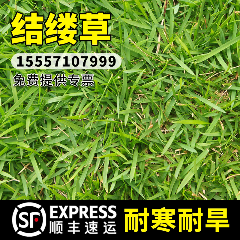 台湾2号草坪种子结缕草草籽矮生四季青种子台湾青草籽台湾草草种