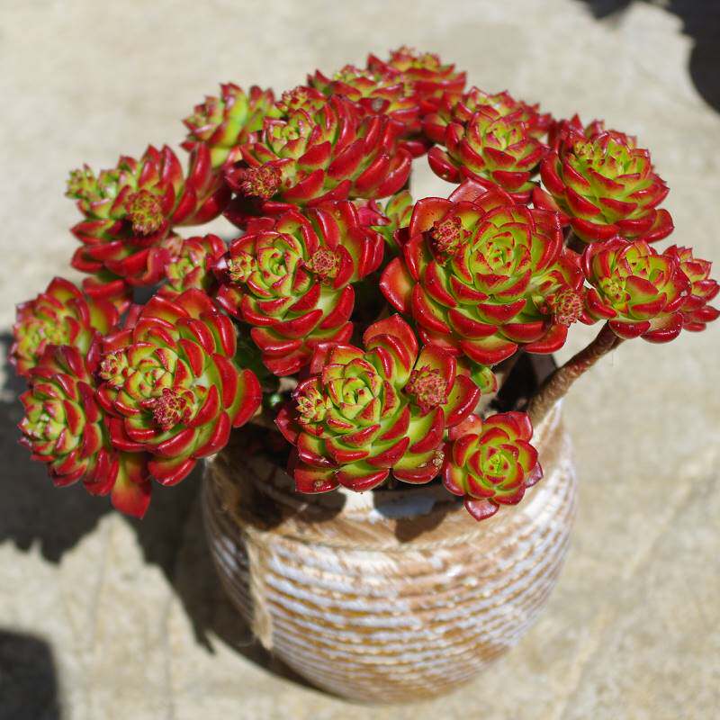 云南大颗多肉植物火焰多头蒂亚老桩稀有室内组合盆栽花卉含盆带土