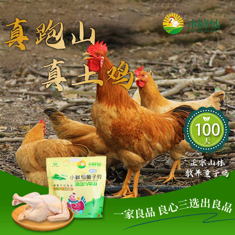 九华山童子鸡农家散养小鸡仔新鲜现杀皖南三黄鸡清蒸炸鸡半成品