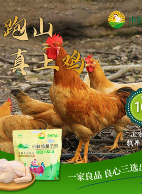 九华山童子鸡农家散养小鸡仔新鲜现杀皖南三黄鸡清蒸炸鸡半成品