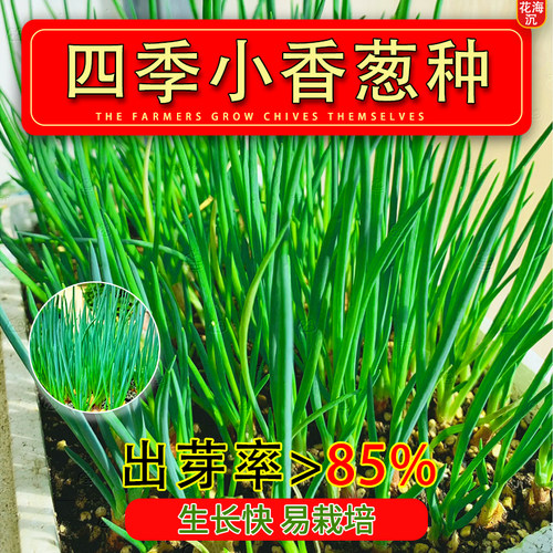 四季小香葱种子庭院阳台盆栽小葱种籽播易种阳台盆栽四季蔬菜种子