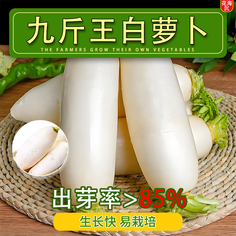 九斤王白萝卜种子高产不空心春不老耐高温耐寒四季大白萝卜种子籽