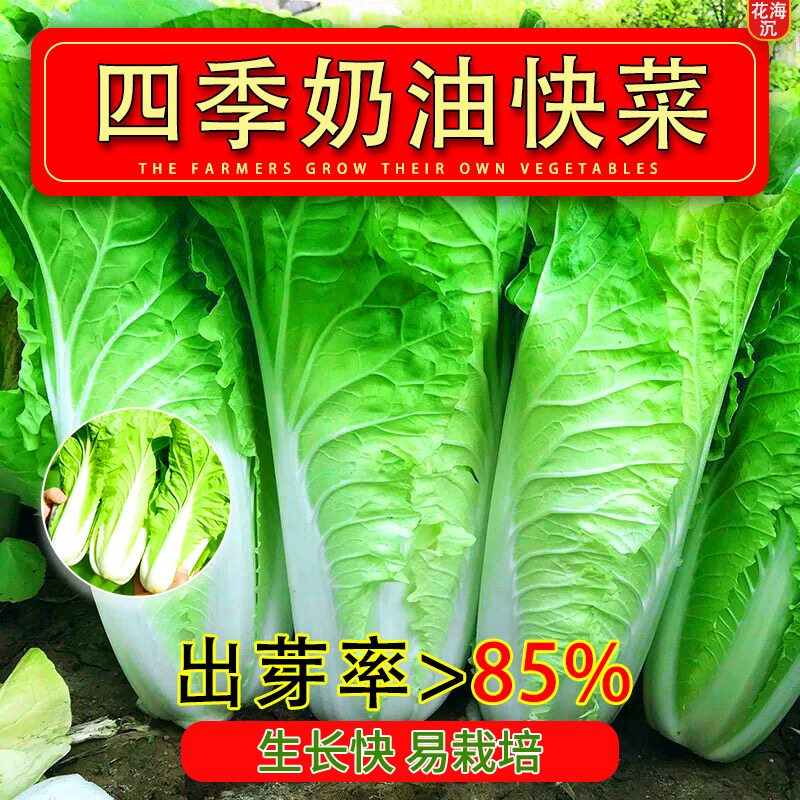 奶油快菜种子小白菜种籽四季蔬菜青菜菜种孑子籽种大全白莱快菜种