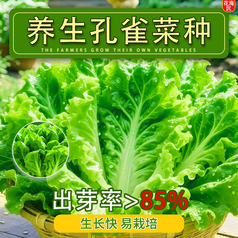 孔雀菜种子四季高产甜脆生吃阳台庭院种植蔬菜种子绿叶脆菜籽大全