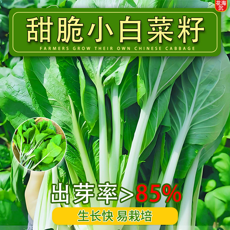 四季小白菜甜脆四季蔬菜耐热耐寒速生阳台青菜庭院盆栽快菜种籽子