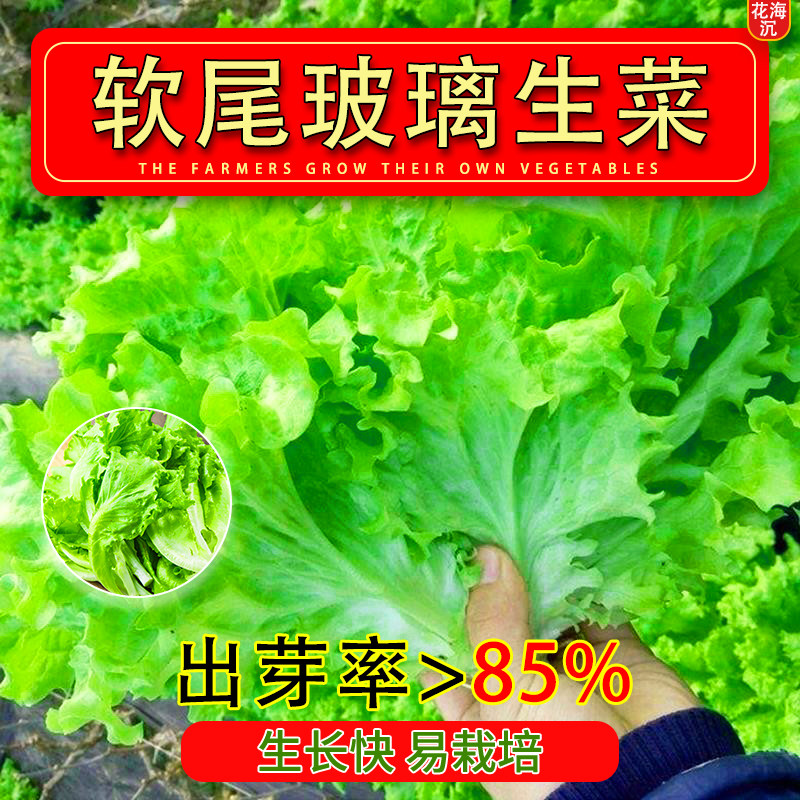 软尾玻璃生菜种子四季脆嫩生吃生菜种籽阳台庭院盆栽春季蔬菜种孑