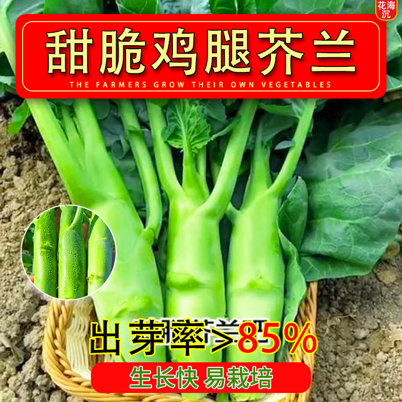 甜脆鸡腿芥兰种子早中熟芥蓝种子耐热耐寒营养高钙生吃四季播蔬菜
