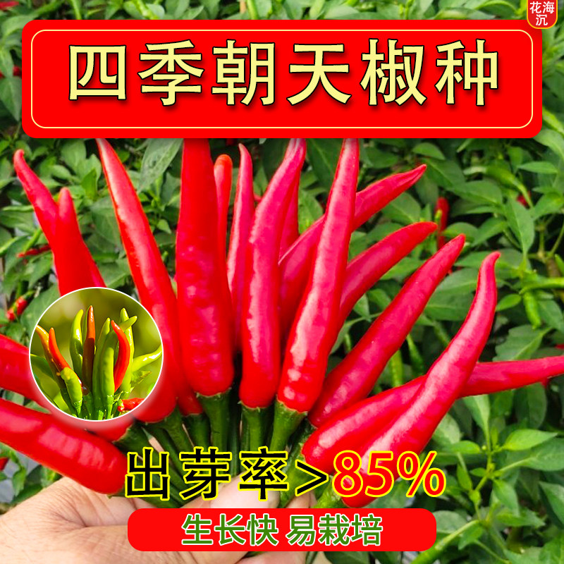 辣椒种籽朝天椒种子苗小米辣小米椒籽种大全批发蔬菜各种菜孑秧苗