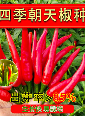 辣椒种籽朝天椒种子苗小米辣小米椒籽种大全批发蔬菜各种菜孑秧苗