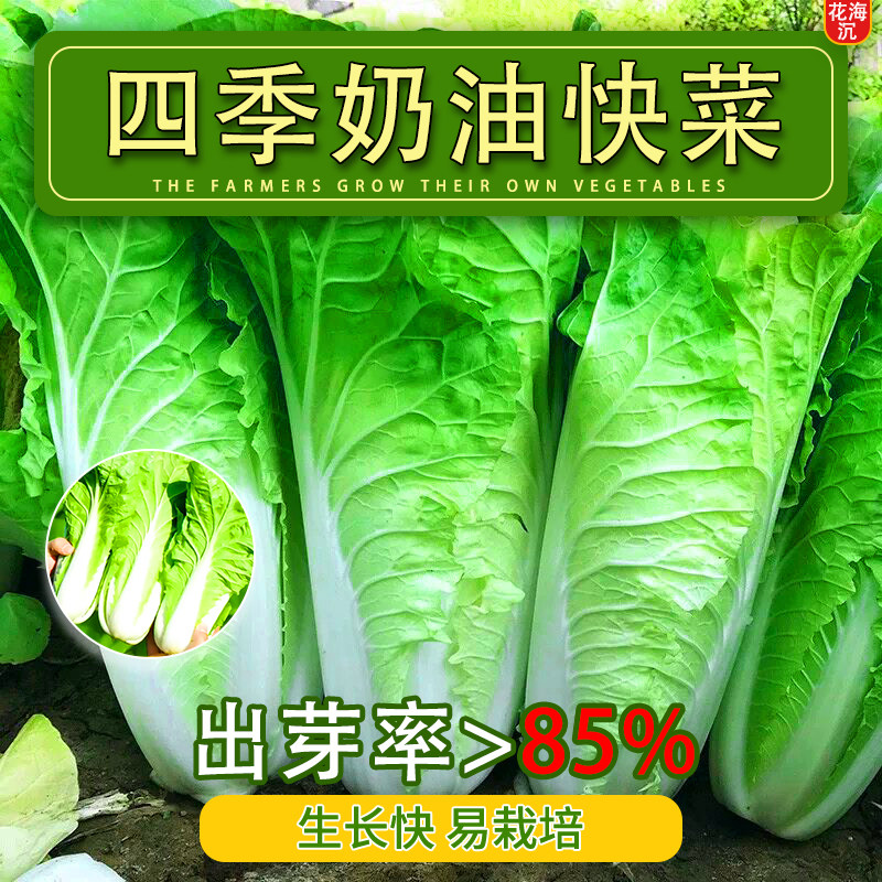 奶油快菜种子小白菜种籽四季蔬菜青菜菜种孑子籽种大全白莱快菜种