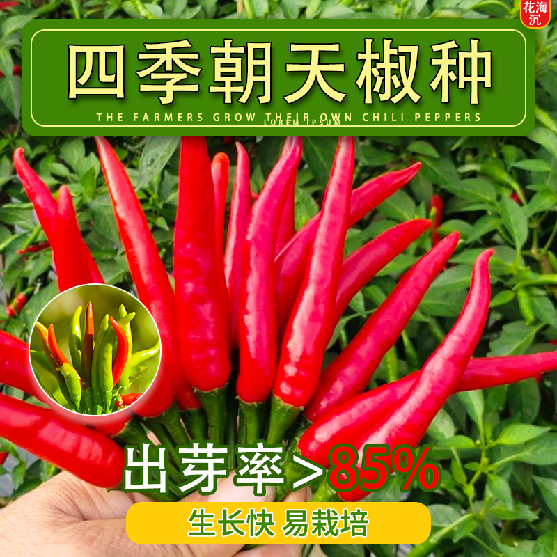 辣椒种籽朝天椒种子苗小米辣小米椒籽种大全批发蔬菜各种菜孑秧苗
