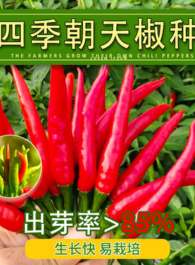 辣椒种籽朝天椒种子苗小米辣小米椒籽种大全批发蔬菜各种菜孑秧苗