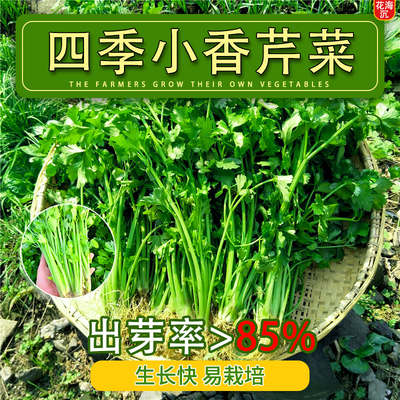 四季小香芹种子脆嫩清香芹菜种籽春季秋季旱芹籽庭院蔬菜种子大全