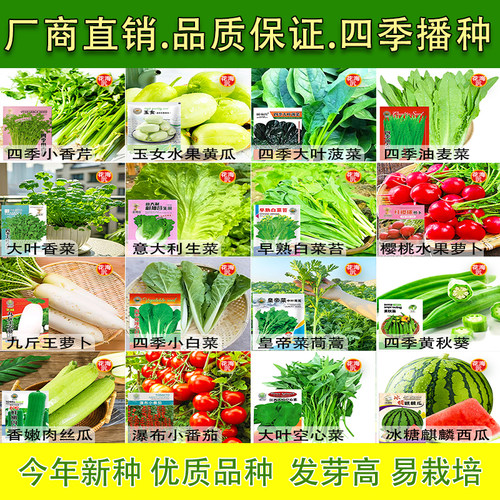 家庭蔬菜种子大全四季播种香菜生菜辣椒番茄籽孑阳台盆栽地栽农家
