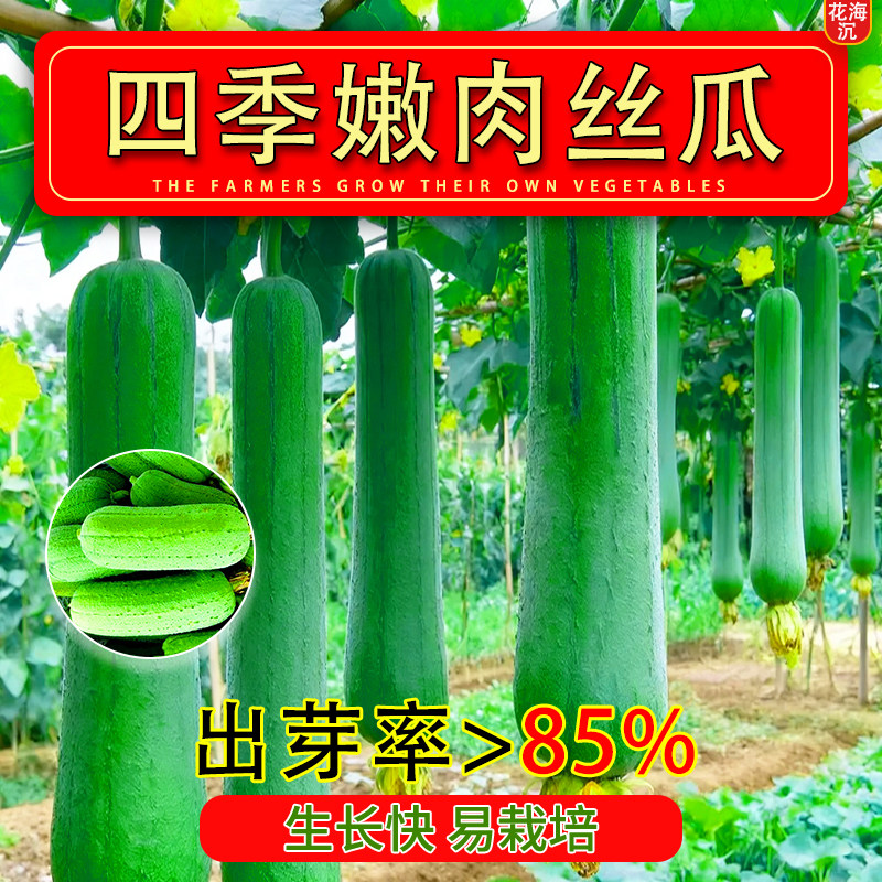 香嫩肉丝瓜种子四季高产早熟肉丝瓜种子春秋季丝瓜籽农家蔬果种子
