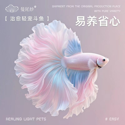 曼尾纱泰国斗鱼棒热带观赏鱼公母热带淡水金鱼耐活体半月婚纱宠物