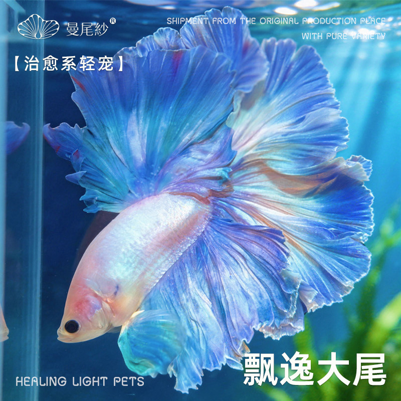 曼尾纱泰国斗鱼观赏金鱼苗热带淡水小型桌面鱼缸婚纱鱼宠物繁殖
