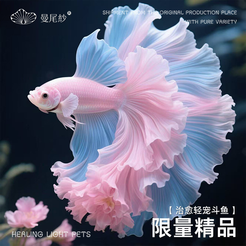 曼尾纱泰国斗鱼半月观赏冷水金鱼热带淡水鱼苗小型宠物好养耐活体