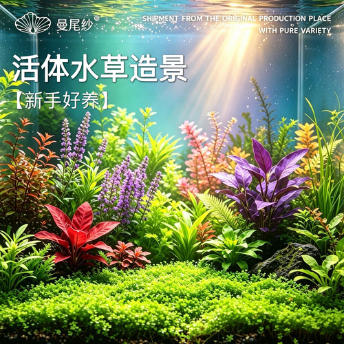 曼尾纱鱼缸水草绿植物真草绿菊水榕阴性新手水草造景摆件净化水质