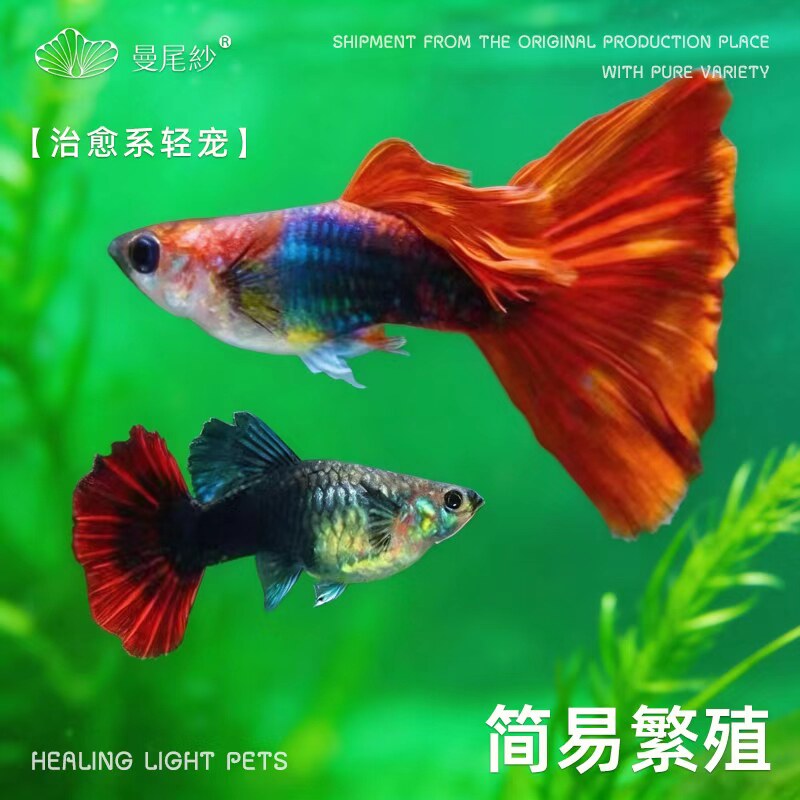 曼尾纱孔雀鱼观赏鱼热带小型凤尾鱼天冰蓝好养繁殖公母宠物灯科鱼图片