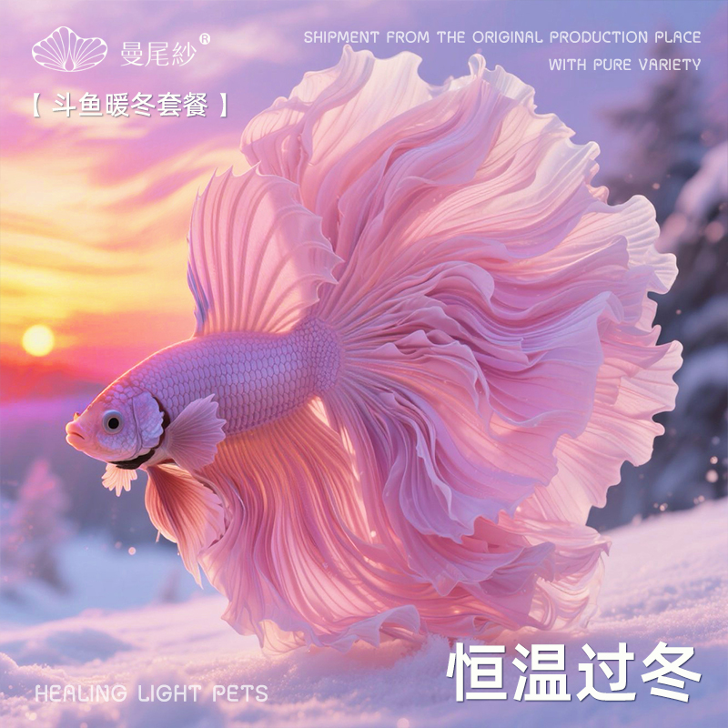 曼尾纱泰国高端半月斗鱼公母热带淡水观赏活鱼自来水耐活小型宠物