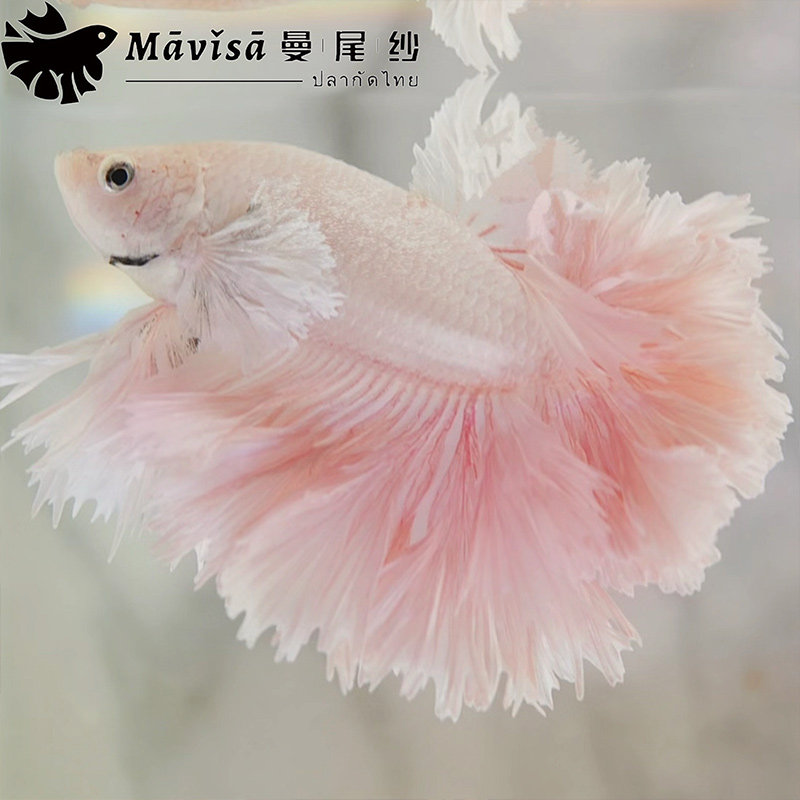 曼尾纱泰国斗鱼观赏鱼缸金鱼苗好养耐活体小型热带淡水半月婚纱鱼