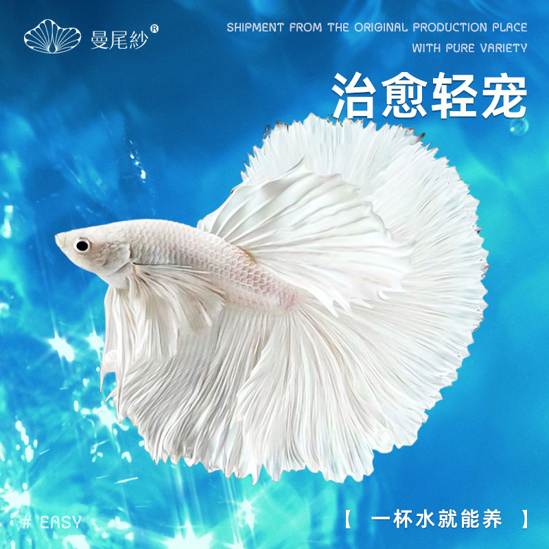 曼尾纱泰国斗鱼观赏鱼苗活体小型宠物婚纱鱼热带淡水半月好养耐活