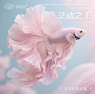 曼尾纱泰国斗鱼热带观赏鱼缸家养小型宠物sss级半月耐活淡水鱼苗