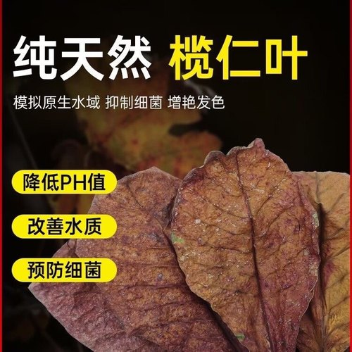 榄仁叶斗鱼懒人叶鱼龟缸降酸PH值调节剂水族水质改善