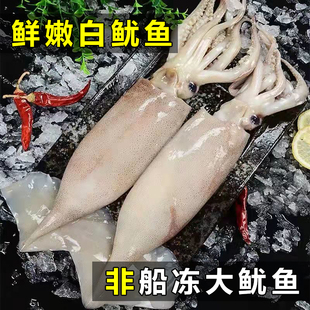大鱿鱼新鲜海捕单冻阿根廷鱿鱼整条铁板香辣大鱿鱼无添加烧烤食材