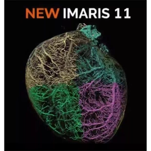 Imaris 11 最新版本激光共聚焦三维重构图像处理软件