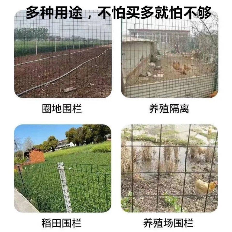包塑铁丝网小孔拦鸡网养殖围栏网家用圈地果园菜园防护隔离网防锈
