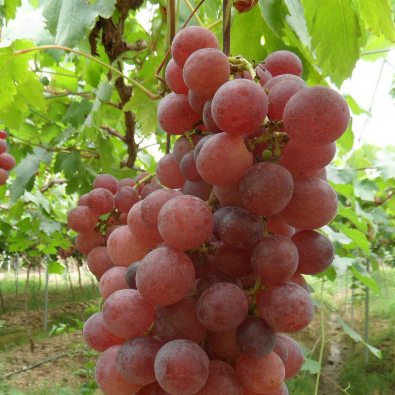 美国红提葡萄苗 红提子苗 红地球 红提葡萄树苗南方北方种植