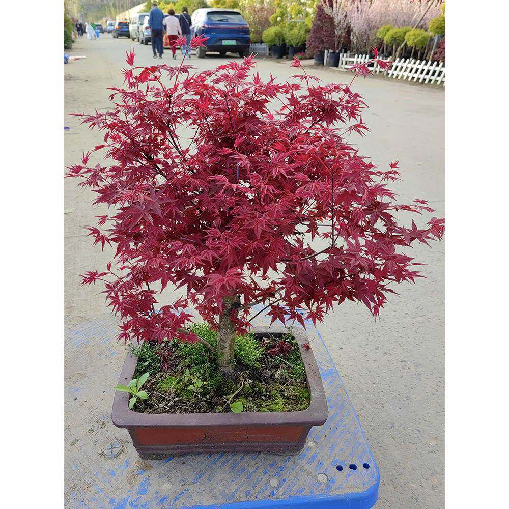 日本红枫盆景原生红舞姬盆栽老桩四季树苗红叶子室内阳台庭院植物