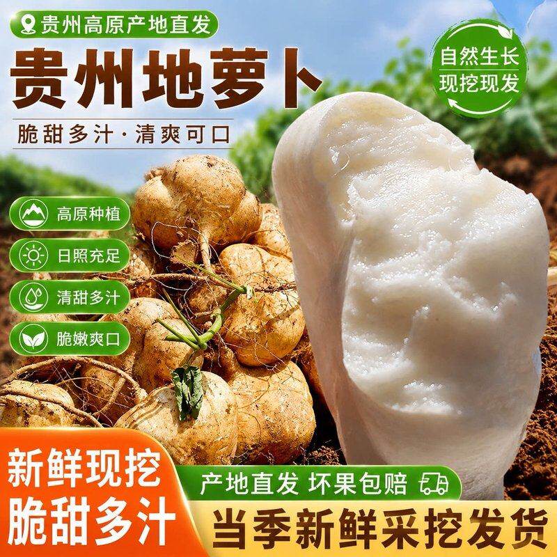 贵州新鲜凉薯地萝卜农家沙葛根豆薯蔬菜地瓜应季水果雪莲果
